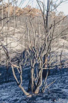 /uploads/2017/11/afterthefires3/20171123-After-the-Fires-33.jpg.webp