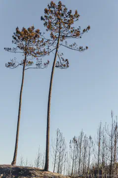 /uploads/2017/11/afterthefires3/20171123-After-the-Fires-35.jpg.webp