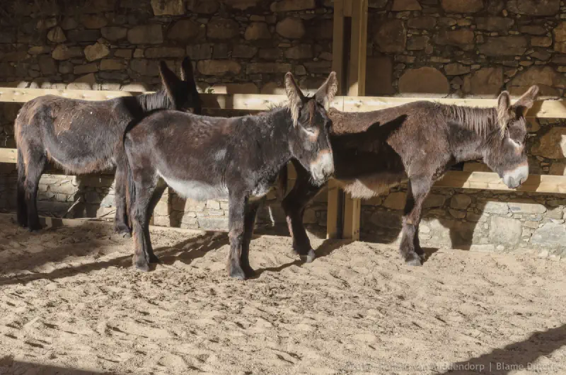 photo: donkeys enjoying the sun