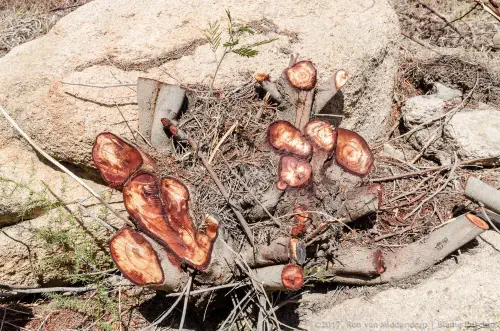 The month of October