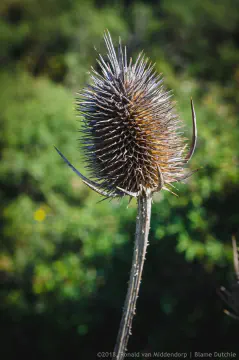 /uploads/2018/03/februaryhealing1/20180310-BlameDutchie-February-Files-24.jpg.webp