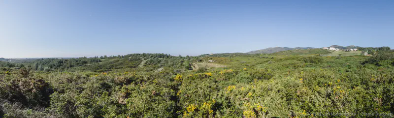 photo: panoramic view of trees