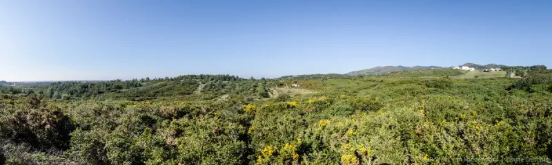 photo: panoramic view of trees