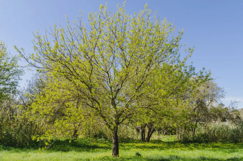photo: tree in park