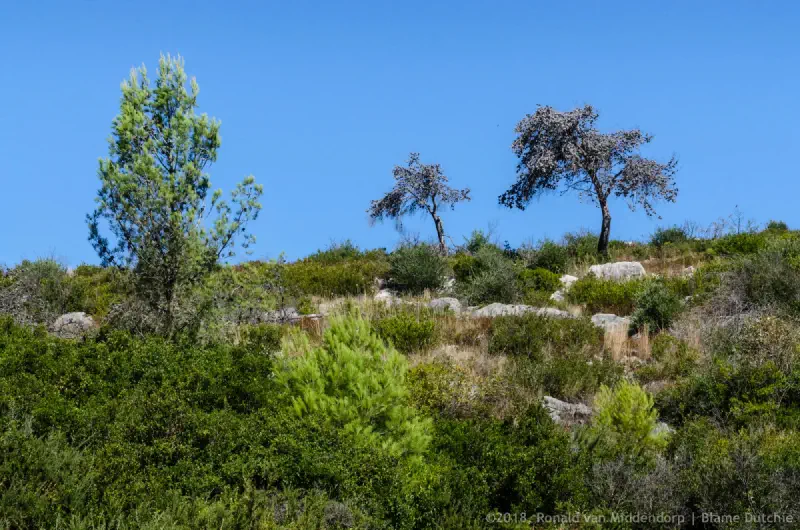photo: trees on a hill