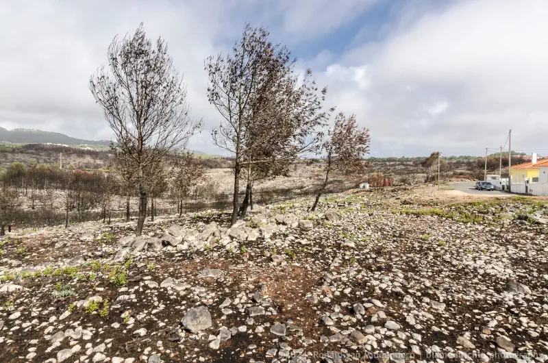 photo: rural after wildfires