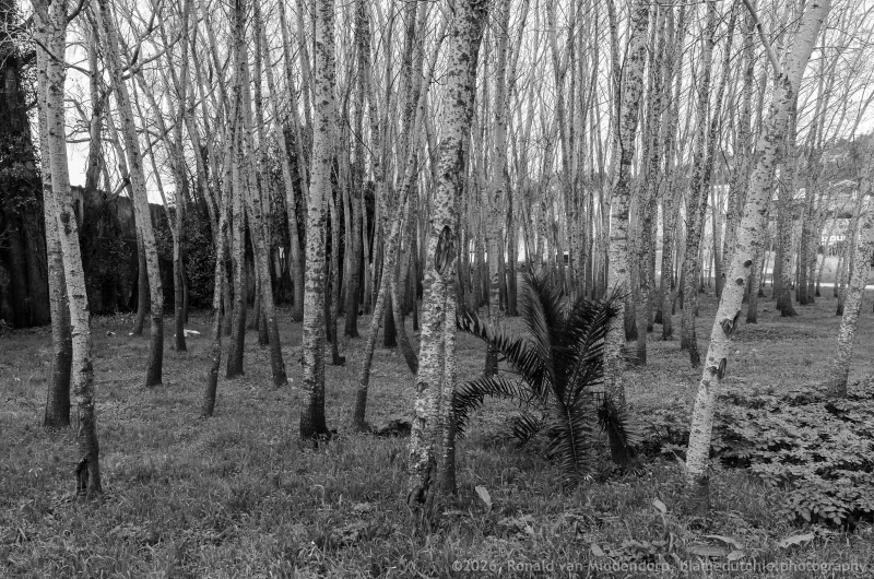 Small forest like area with thin trees, planted closely together.