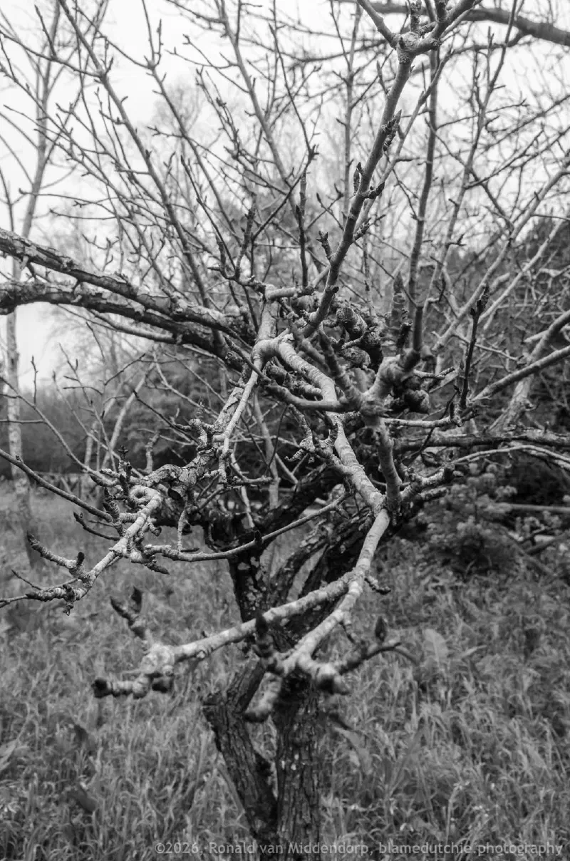Close up of entangled leafless branches.