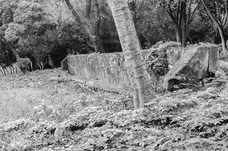 A low wall with a single tree against a background of trees and shrubs.