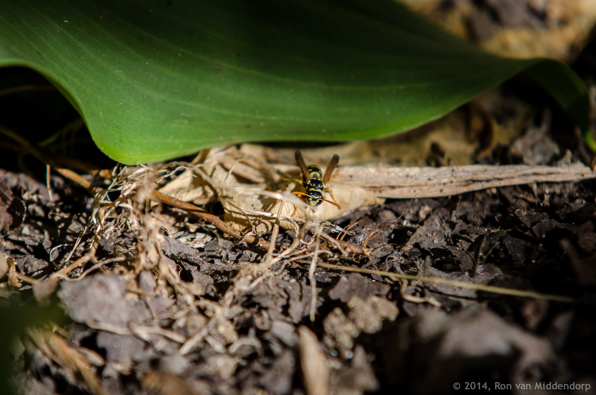 photo: wasp under a leaf