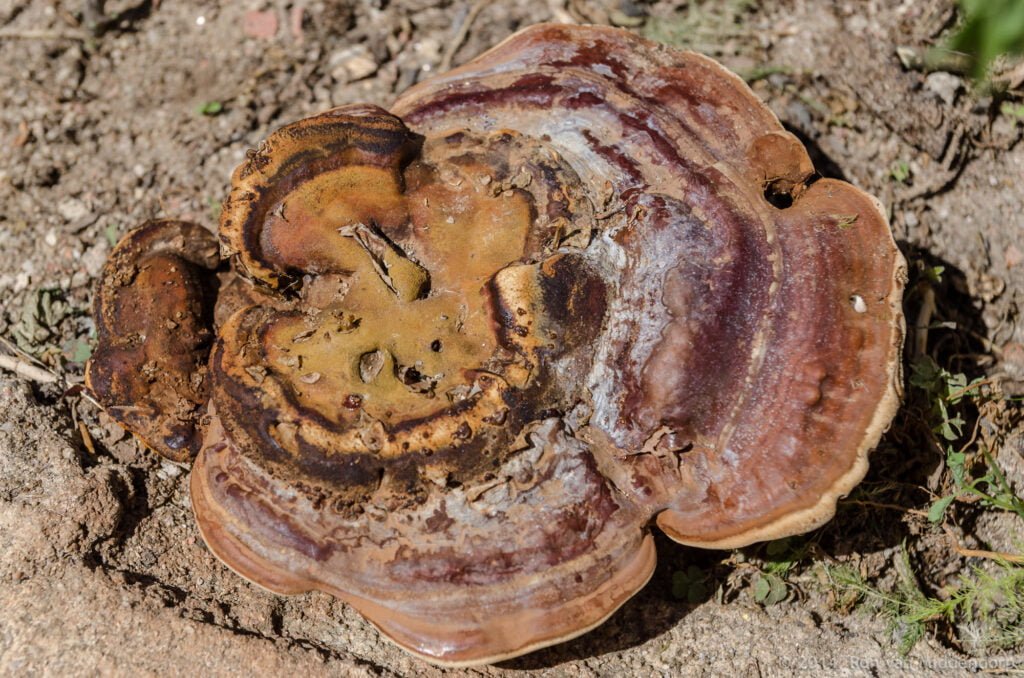 photo: large flat mushroom