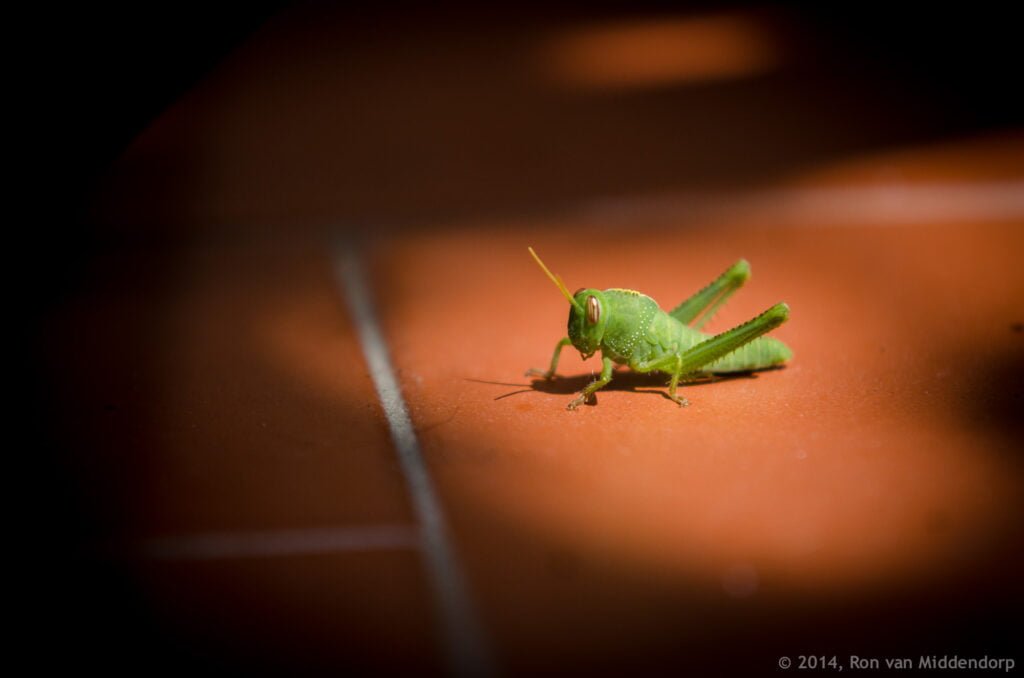 photo: green grasshopper on brown floor tile