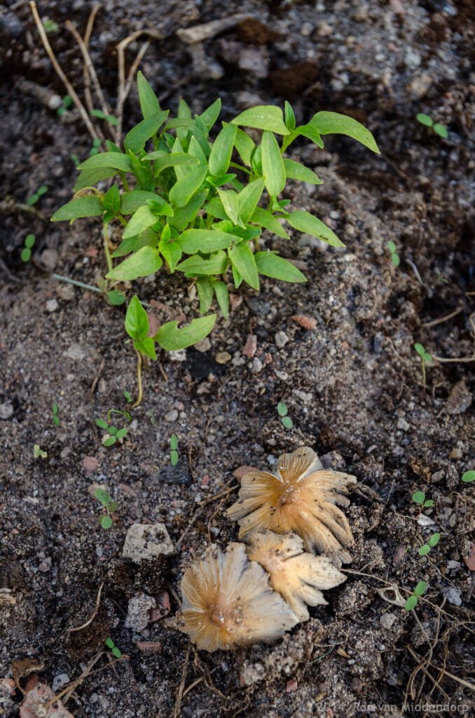 photo: summer fungus