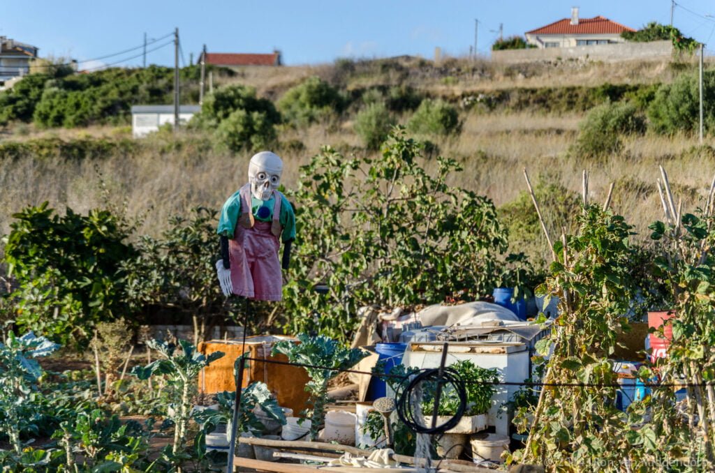 photo: scarecrow with a skull face