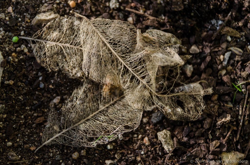 photo: autumn leaves on soil