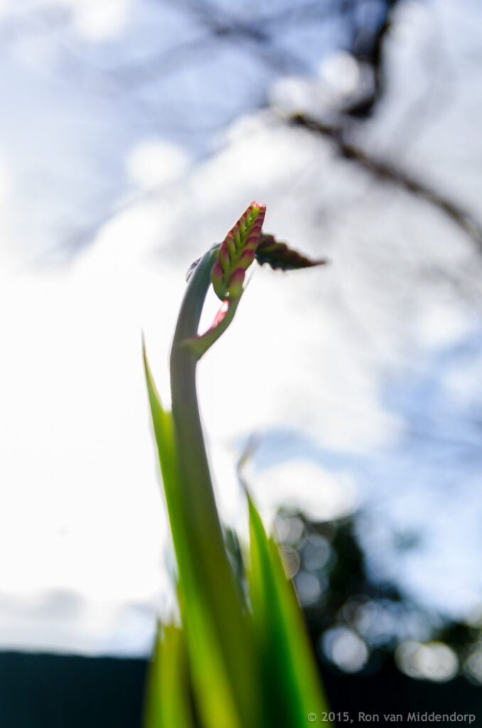 photo: flower reaching out