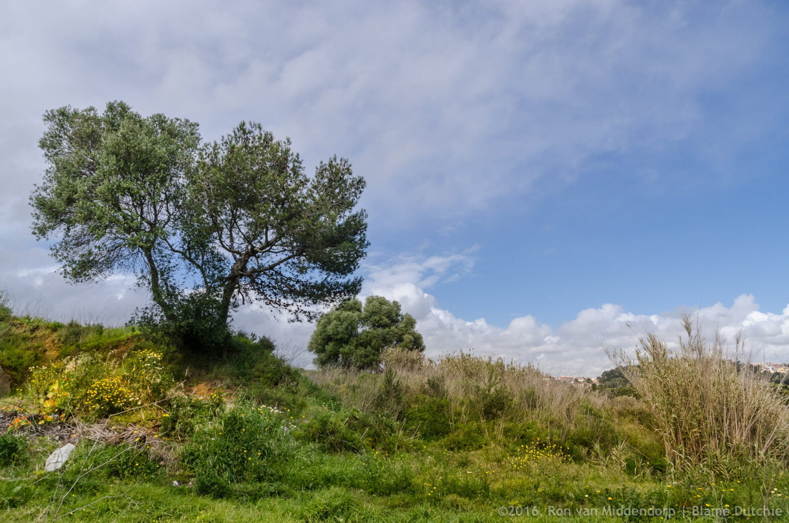 Blamedutchie Photography Tree Landscape 00001