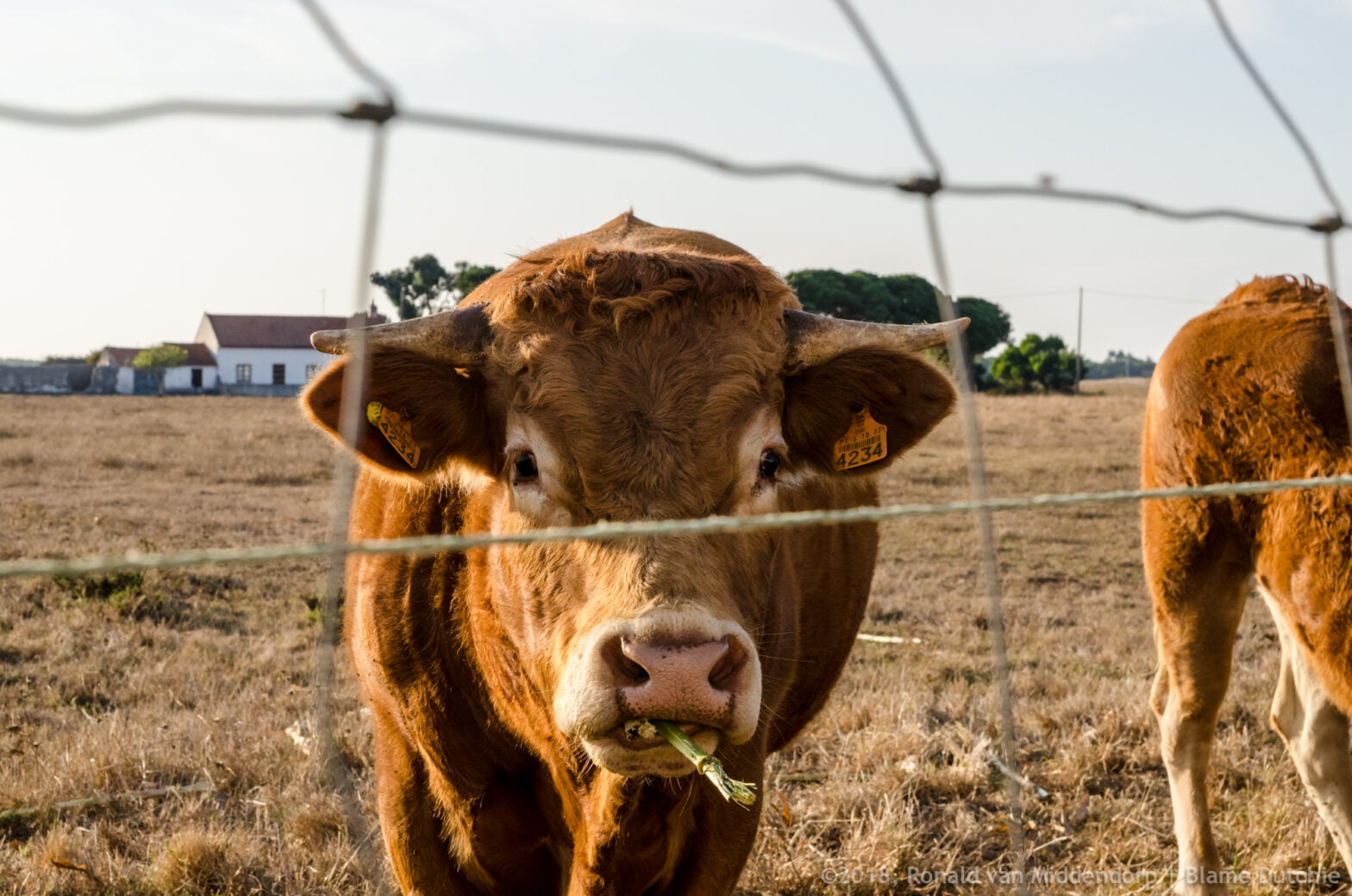 photo: cow in field